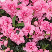 Afbeelding in Gallery-weergave laden, BloomChampion® Collection Pink
