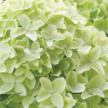 Afbeelding in Gallery-weergave laden, Gardenlights® paniculata Collection White

