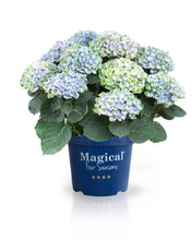 Afbeelding in Gallery-weergave laden, Magical® Collection Revolution Blue Mix
