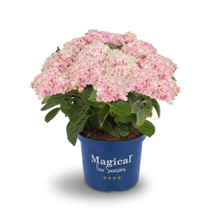 Magical® Collection Revolution Pink Mix