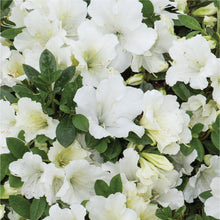 Afbeelding in Gallery-weergave laden, BloomChampion® Collection White
