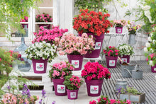 Afbeelding in Gallery-weergave laden, BloomChampion® Collection Multi Colour mix
