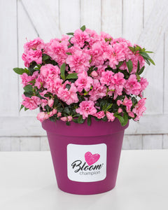 BloomChampion® Collection Pink