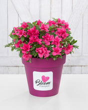 Afbeelding in Gallery-weergave laden, BloomChampion® Collection Multi Colour mix

