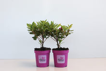 Afbeelding in Gallery-weergave laden, BloomChampion® Collection Red
