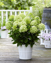 Afbeelding in Gallery-weergave laden, Gardenlights® paniculata Collection Colour Mix
