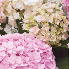 Afbeelding in Gallery-weergave laden, Doppio® Collection Light Pink
