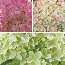 Afbeelding in Gallery-weergave laden, Gardenlights® paniculata Collection Colour Mix
