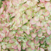 Afbeelding in Gallery-weergave laden, Gardenlights® paniculata Collection Pinklight
